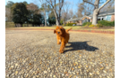 Best Mini Goldendoodle Baby