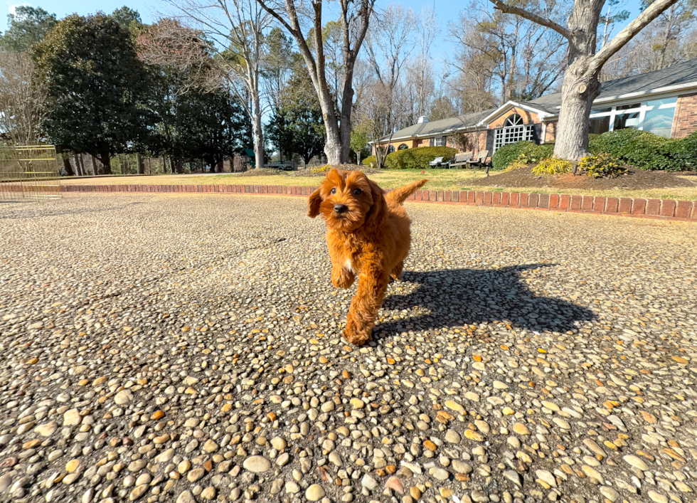 Best Mini Goldendoodle Baby