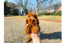 Cute Mini Goldendoodle Baby