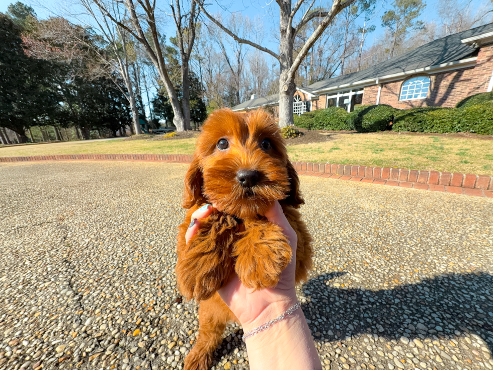 Cute Mini Goldendoodle Baby