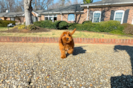 Cute Mini Goldiepoo Poodle Mix Puppy