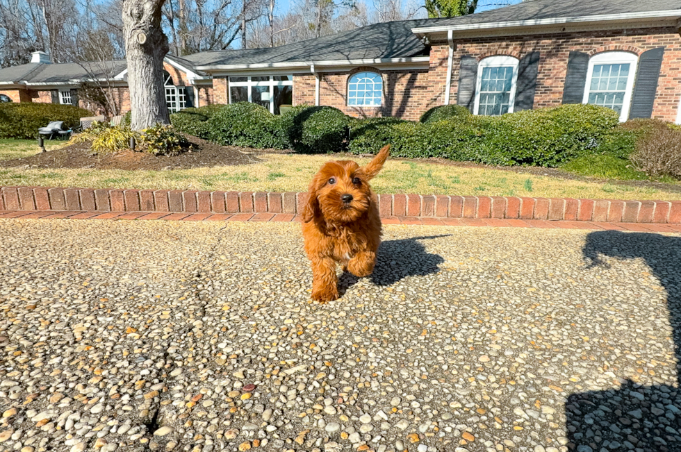 Cute Mini Goldiepoo Poodle Mix Puppy