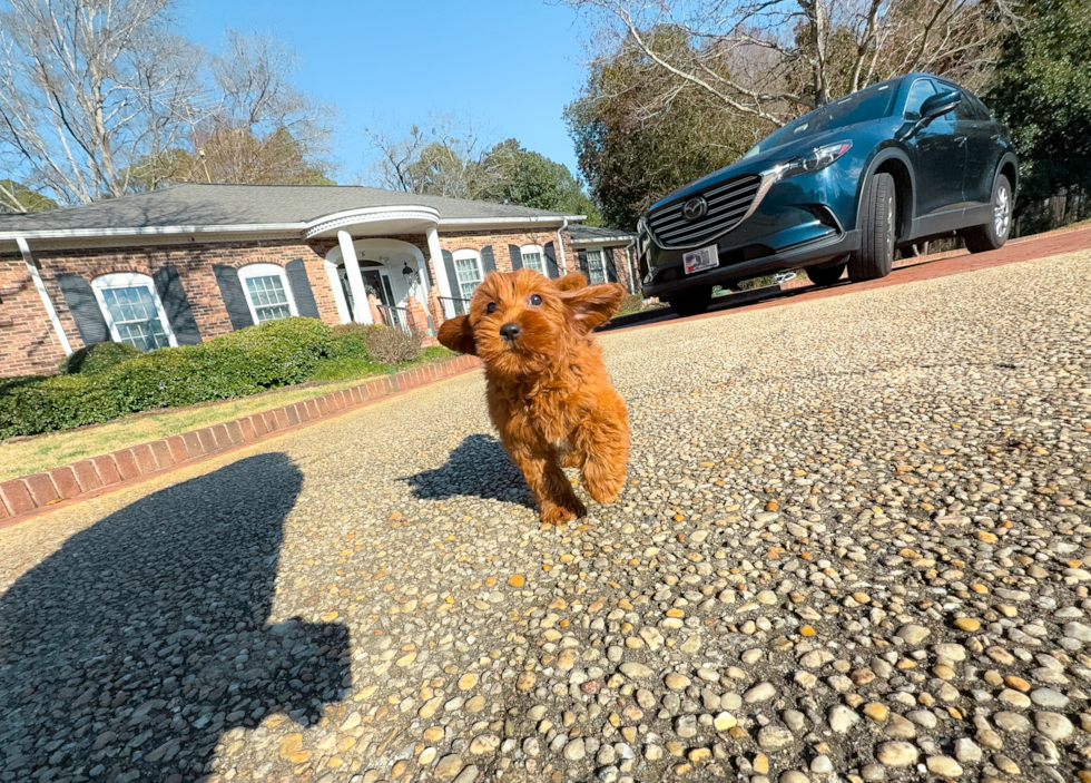 Mini Goldendoodle Puppy for Adoption