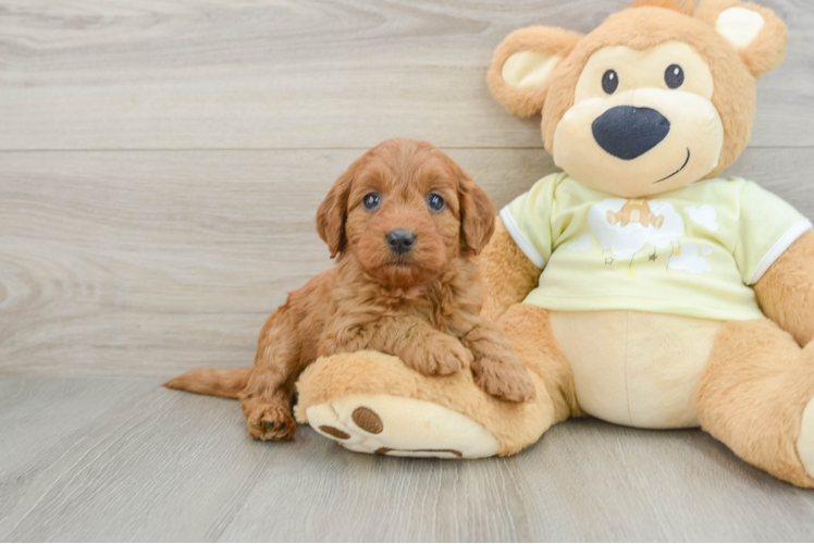 Energetic Golden Doodle Poodle Mix Puppy
