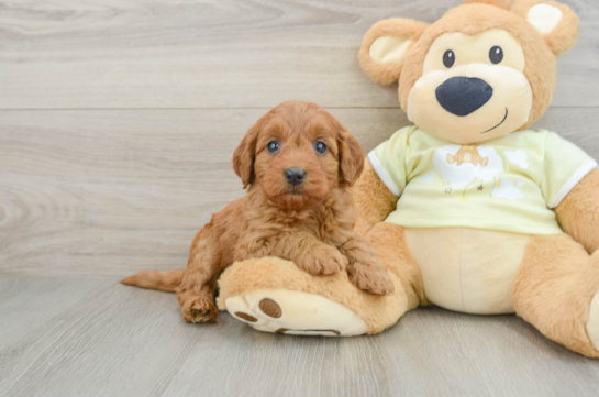Energetic Golden Doodle Poodle Mix Puppy
