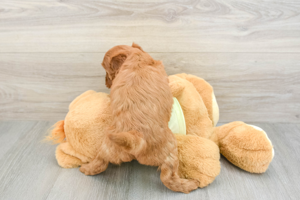 Popular Mini Goldendoodle Poodle Mix Pup