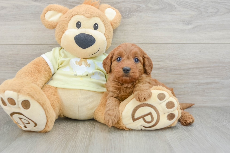 Best Mini Goldendoodle Baby