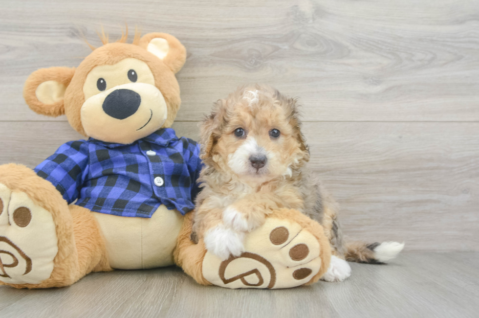 5 week old Mini Goldendoodle Puppy For Sale - Simply Southern Pups