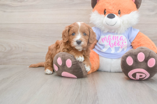 5 week old Mini Goldendoodle Puppy For Sale - Simply Southern Pups Funny Mini Goldendoodle Poodle Mix Pup
