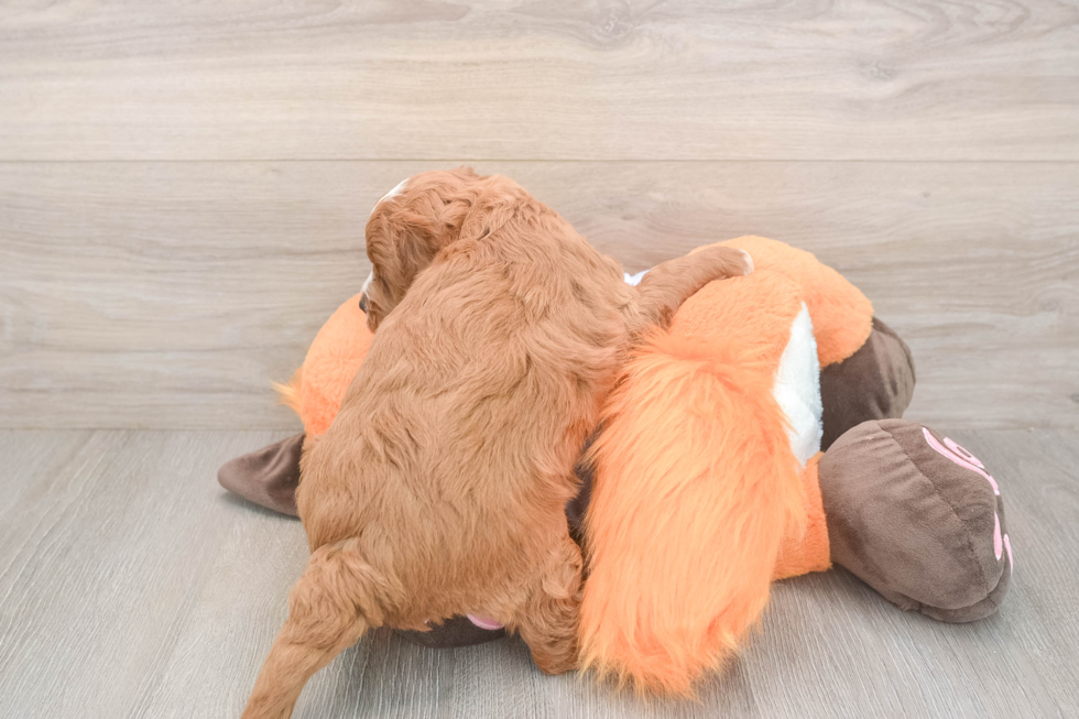 Happy Mini Goldendoodle Baby