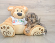 6 week old Mini Goldendoodle Puppy For Sale - Simply Southern Pups