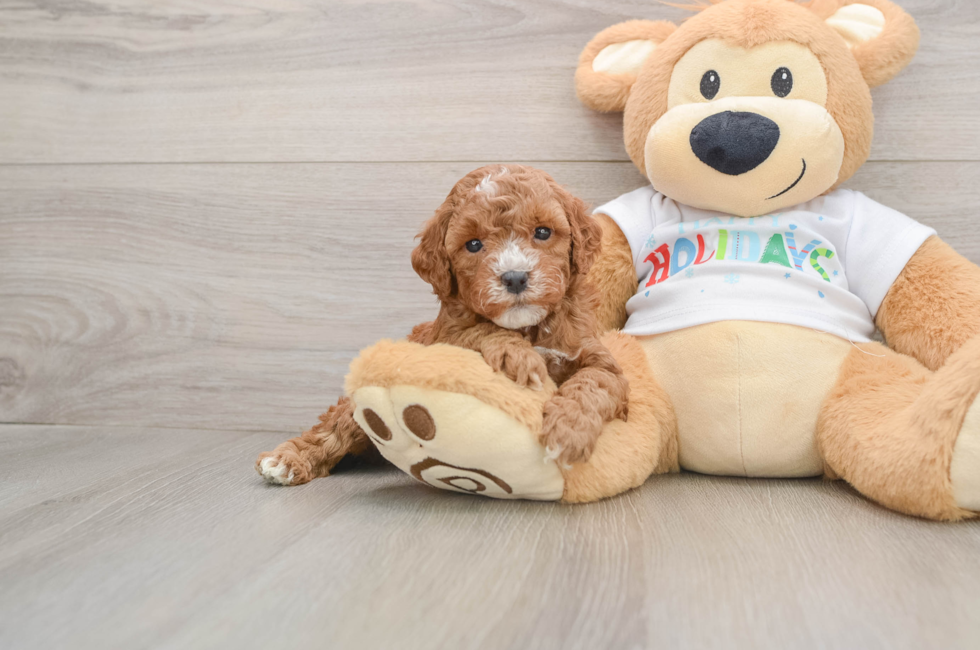 5 week old Mini Goldendoodle Puppy For Sale - Simply Southern Pups