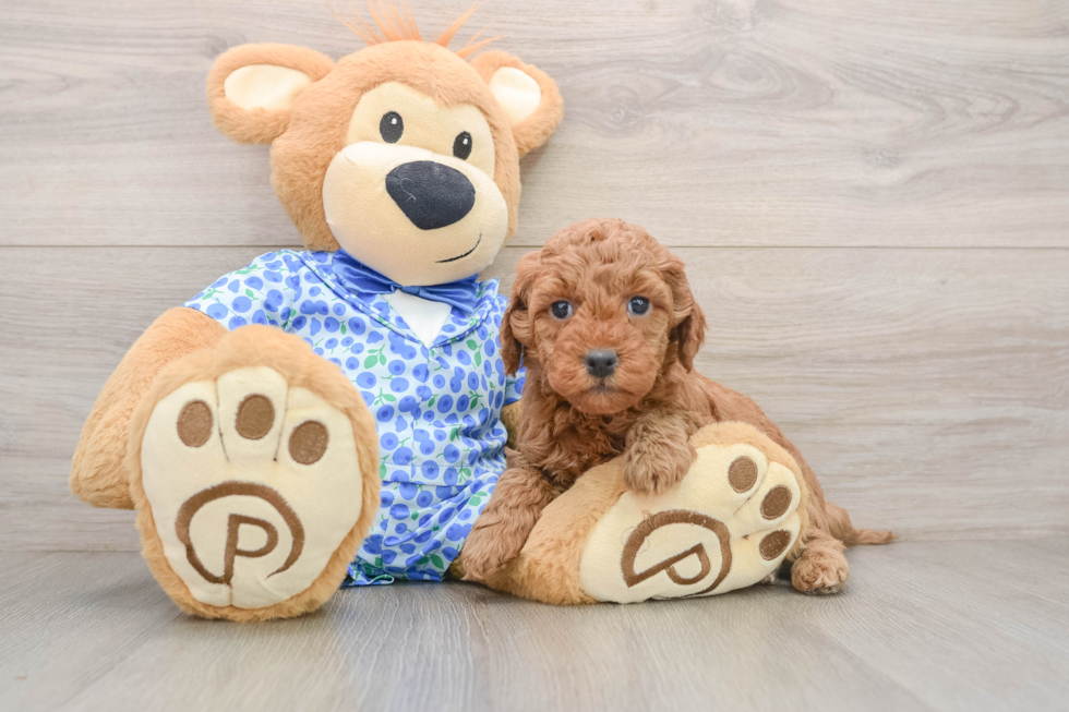 Fluffy Mini Goldendoodle Poodle Mix Pup