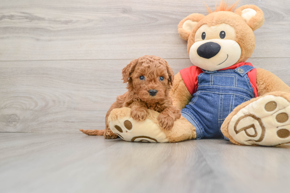 Best Mini Goldendoodle Baby