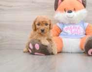 6 week old Mini Goldendoodle Puppy For Sale - Simply Southern Pups