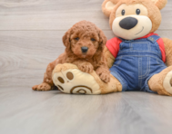 7 week old Mini Goldendoodle Puppy For Sale - Simply Southern Pups