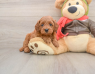7 week old Mini Goldendoodle Puppy For Sale - Simply Southern Pups