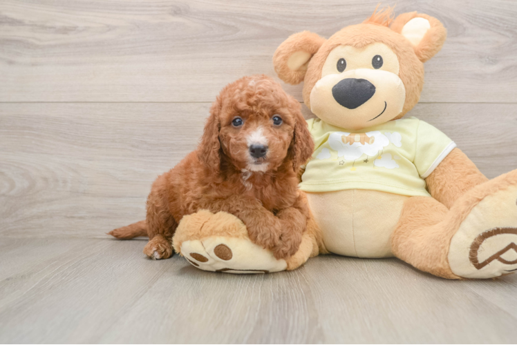 Mini Goldendoodle Pup Being Cute