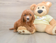 5 week old Mini Goldendoodle Puppy For Sale - Simply Southern Pups