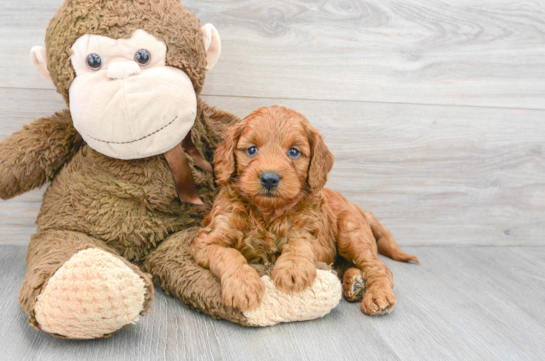Little Golden Retriever Poodle Mix Puppy