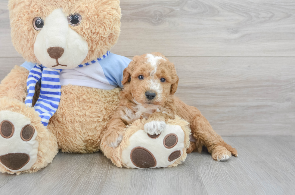 5 week old Mini Goldendoodle Puppy For Sale - Simply Southern Pups