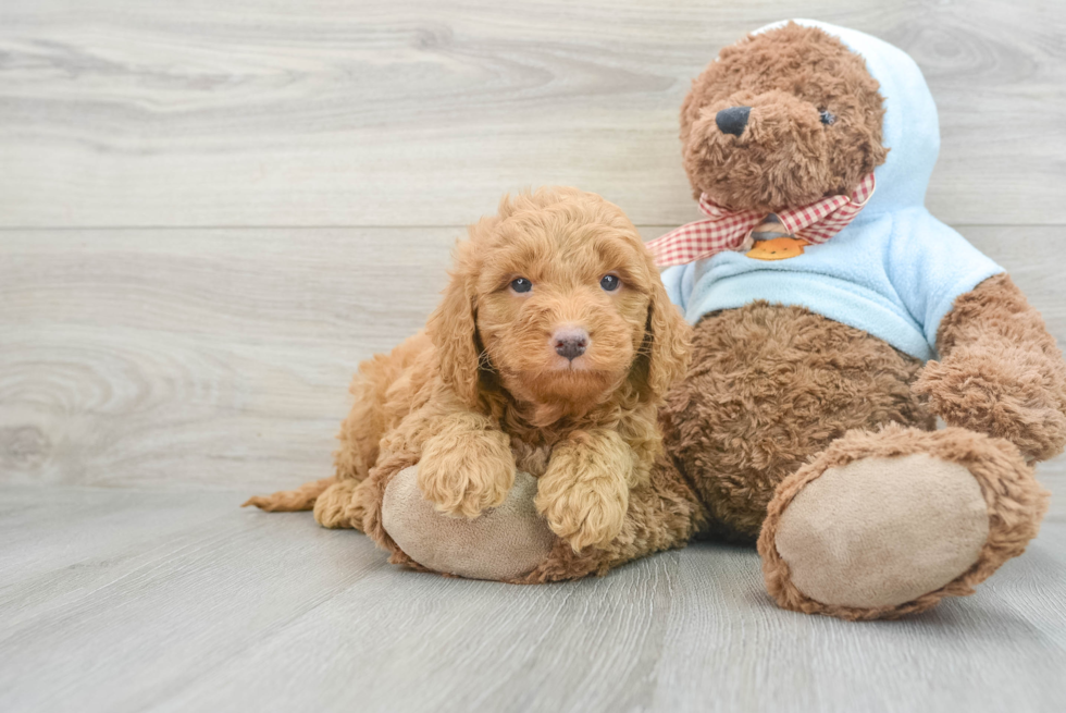 Mini Goldendoodle Puppy for Adoption