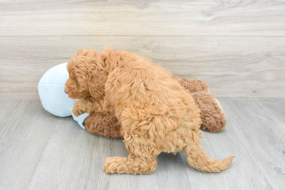 Mini Goldendoodle Pup Being Cute