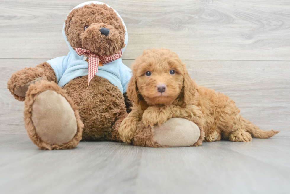 Petite Mini Goldendoodle Poodle Mix Pup