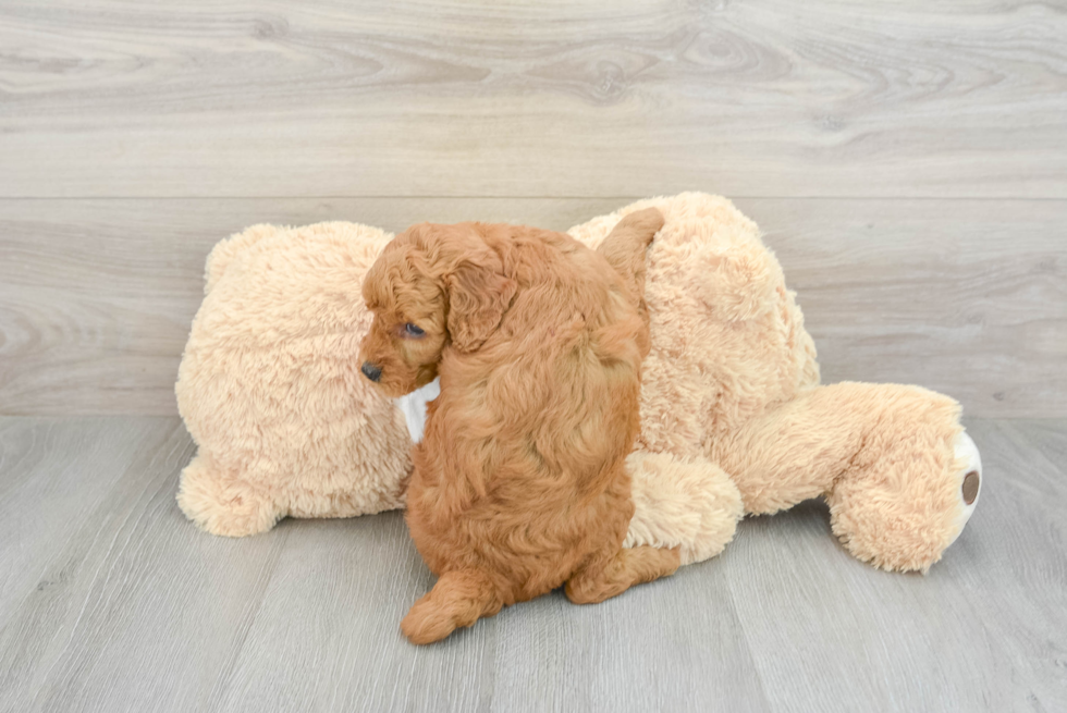 Sweet Mini Goldendoodle Baby