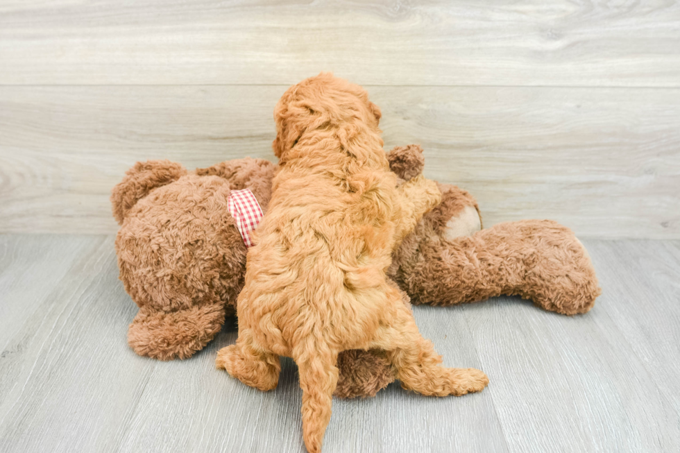 Mini Goldendoodle Pup Being Cute