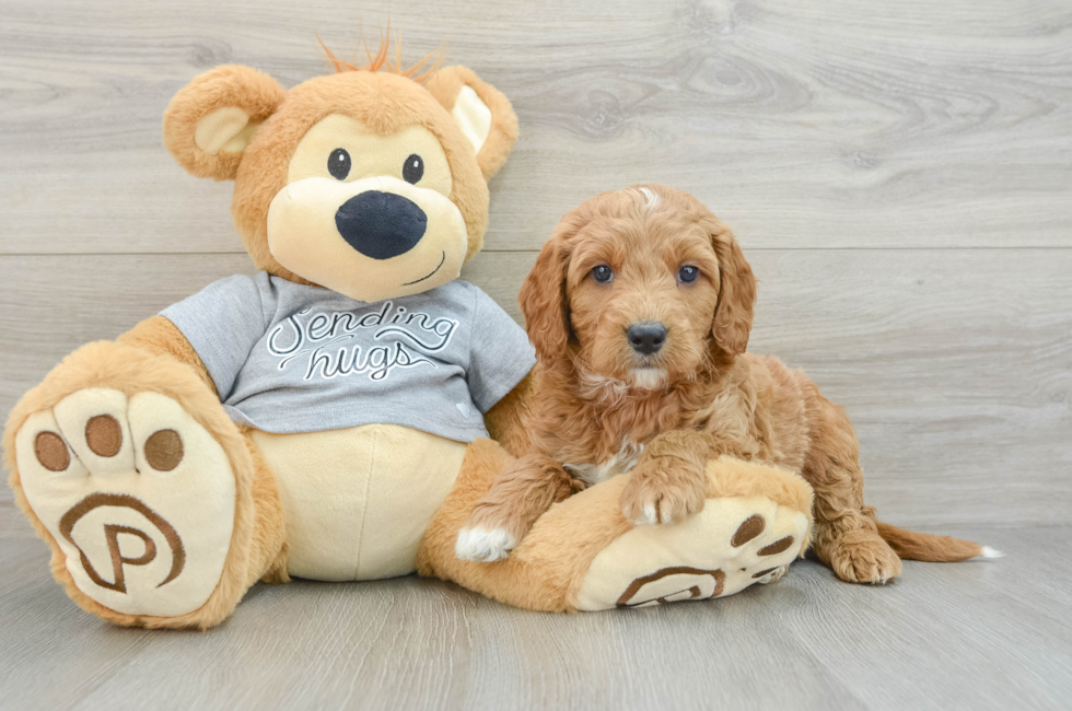 6 week old Mini Goldendoodle Puppy For Sale - Simply Southern Pups