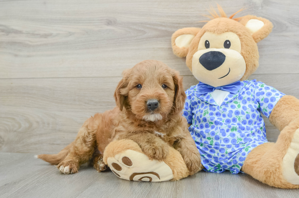 5 week old Mini Goldendoodle Puppy For Sale - Simply Southern Pups