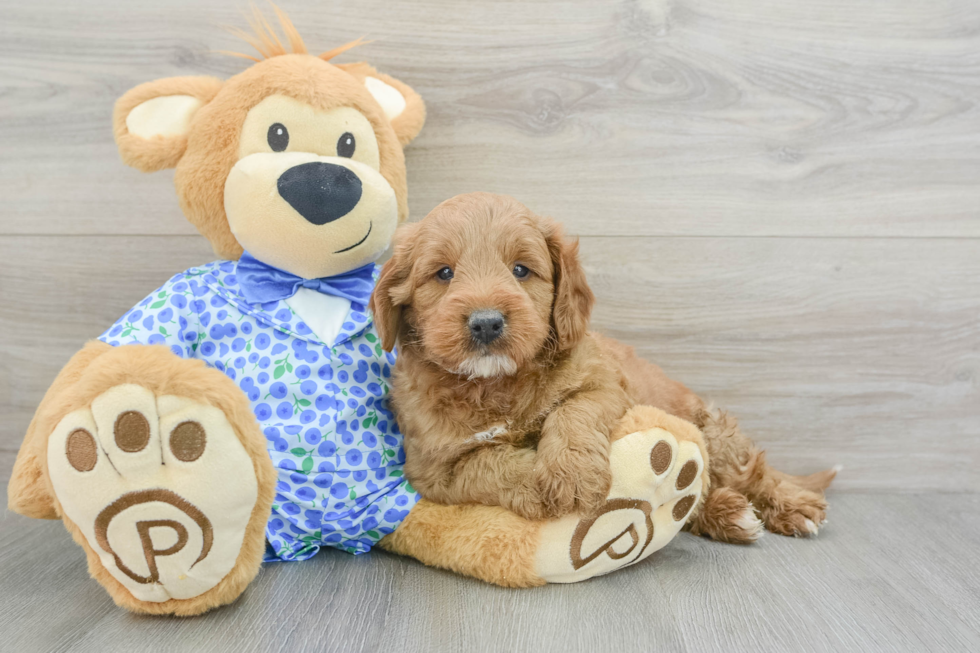 Playful Mini Groodle Poodle Mix Puppy