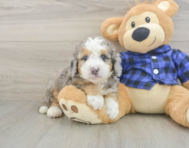 8 week old Mini Goldendoodle Puppy For Sale - Simply Southern Pups