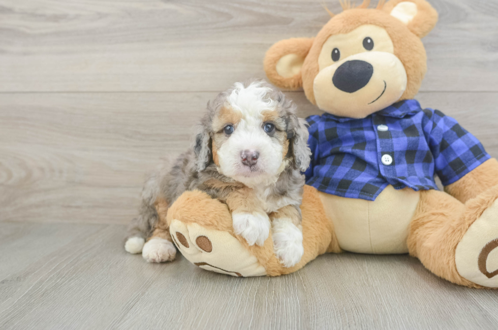 5 week old Mini Goldendoodle Puppy For Sale - Simply Southern Pups