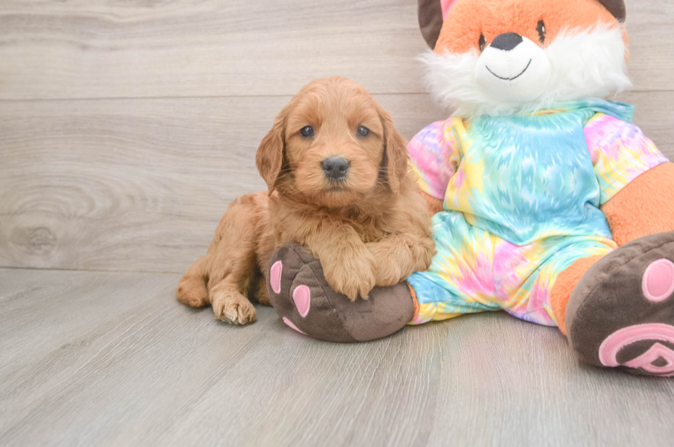 5 week old Mini Goldendoodle Puppy For Sale - Simply Southern Pups