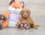5 week old Mini Goldendoodle Puppy For Sale - Simply Southern Pups