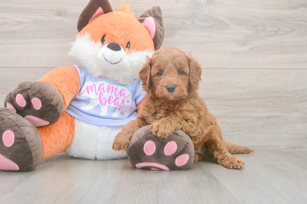 5 week old Mini Goldendoodle Puppy For Sale - Simply Southern Pups