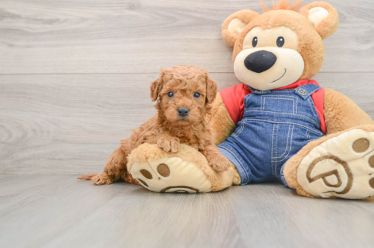 Sweet Mini Goldendoodle Baby