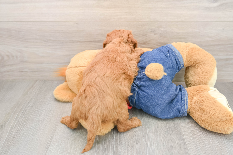 Mini Goldendoodle Pup Being Cute
