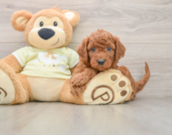 6 week old Mini Goldendoodle Puppy For Sale - Simply Southern Pups