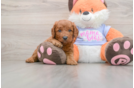 Petite Mini Goldendoodle Poodle Mix Pup