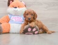 5 week old Mini Goldendoodle Puppy For Sale - Simply Southern Pups