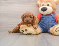 7 week old Mini Goldendoodle Puppy For Sale - Simply Southern Pups