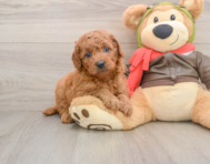 7 week old Mini Goldendoodle Puppy For Sale - Simply Southern Pups