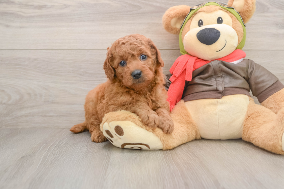 Petite Mini Goldendoodle Poodle Mix Pup