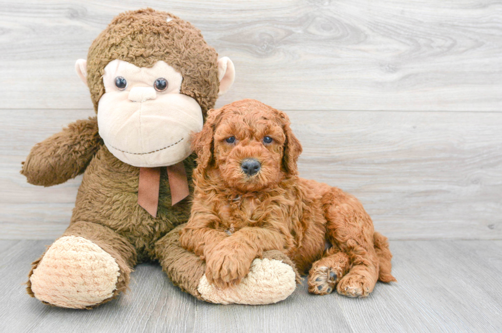 6 week old Mini Goldendoodle Puppy For Sale - Simply Southern Pups