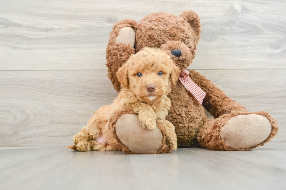 5 week old Mini Goldendoodle Puppy For Sale - Simply Southern Pups