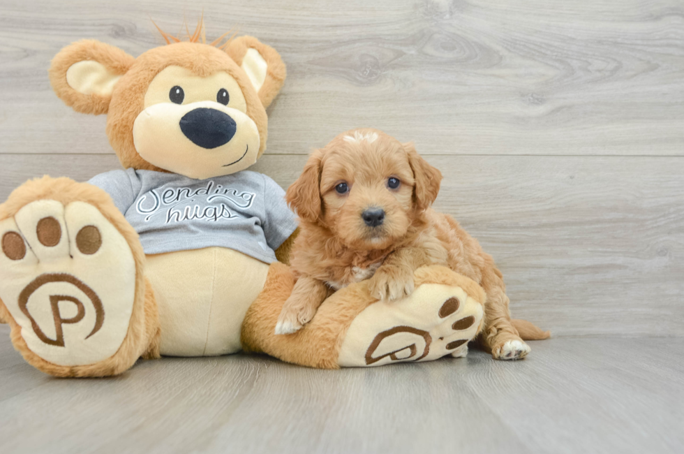 6 week old Mini Goldendoodle Puppy For Sale - Simply Southern Pups