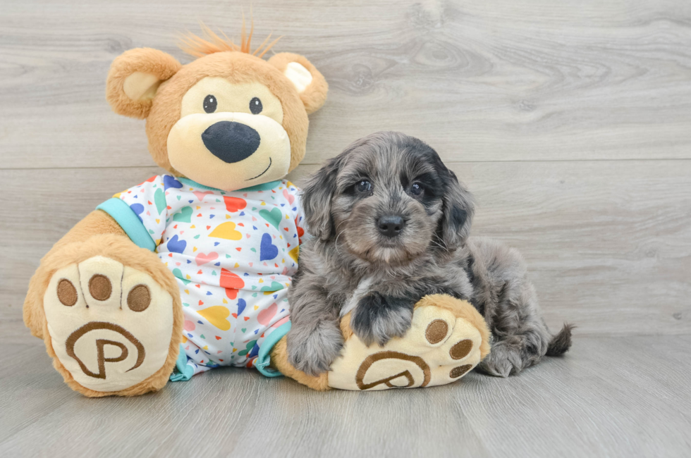 5 week old Mini Goldendoodle Puppy For Sale - Simply Southern Pups